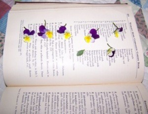 Pansies being pressed in a large book