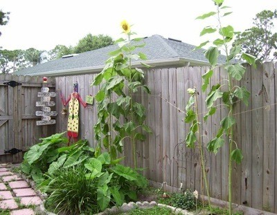 A children's garden.