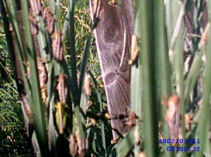 Grasshoppers on plant shafts.