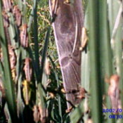 Grasshoppers on plant shafts.