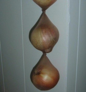 Pantyhose being used to store onions.