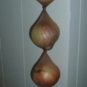 Pantyhose being used to store onions.