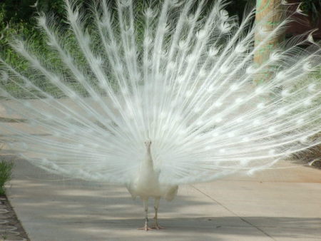 A white peacock with his tail displayed.