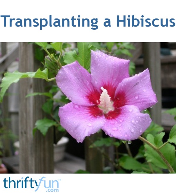 Transplanting a Hibiscus ThriftyFun