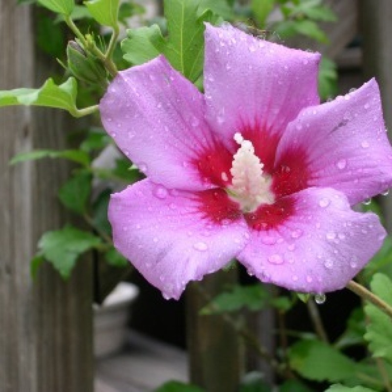 Transplanting a Hibiscus? | ThriftyFun