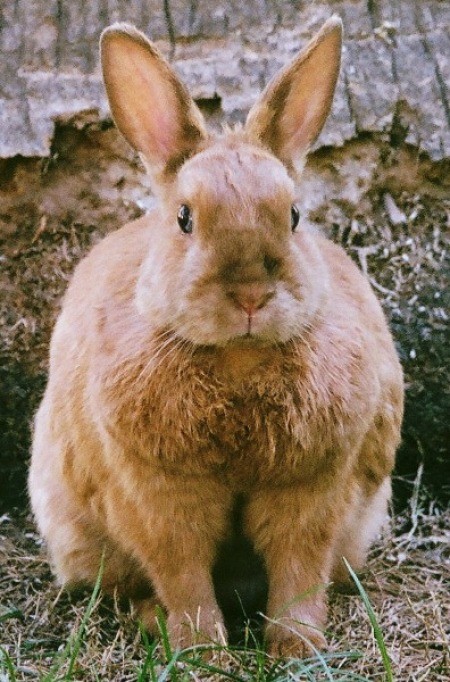 Closeup of brown rabbit.