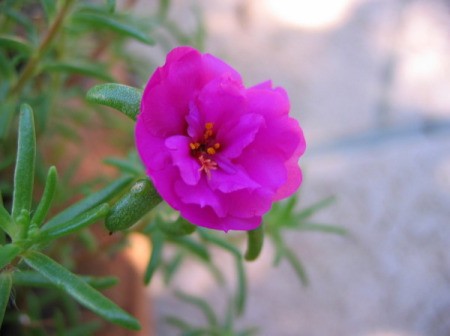 pink flower