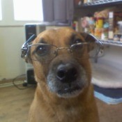 Belle in one of her more studious moments.