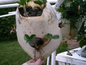 Hanging Strawberry