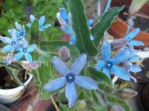 Blue star shaped flowers.