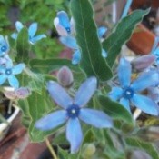 Blue star shaped flowers.