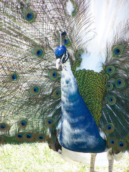 Yellowstone's Bear World peacock displaying his finery.