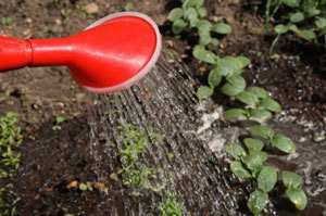 watering plants