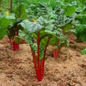A photo of cabbage growing in a vegetable garden.