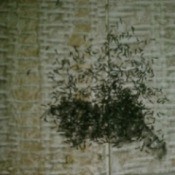 Mass of tiny black bugs.