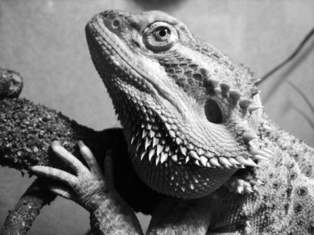 Lucifer (Bearded Dragon)