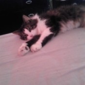 Black and white cat on floor.