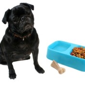 Feeding a Dog That is a Picky Eater