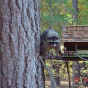 Raccoon at squirrel feeder.