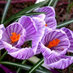 Three purple crocus flowers.