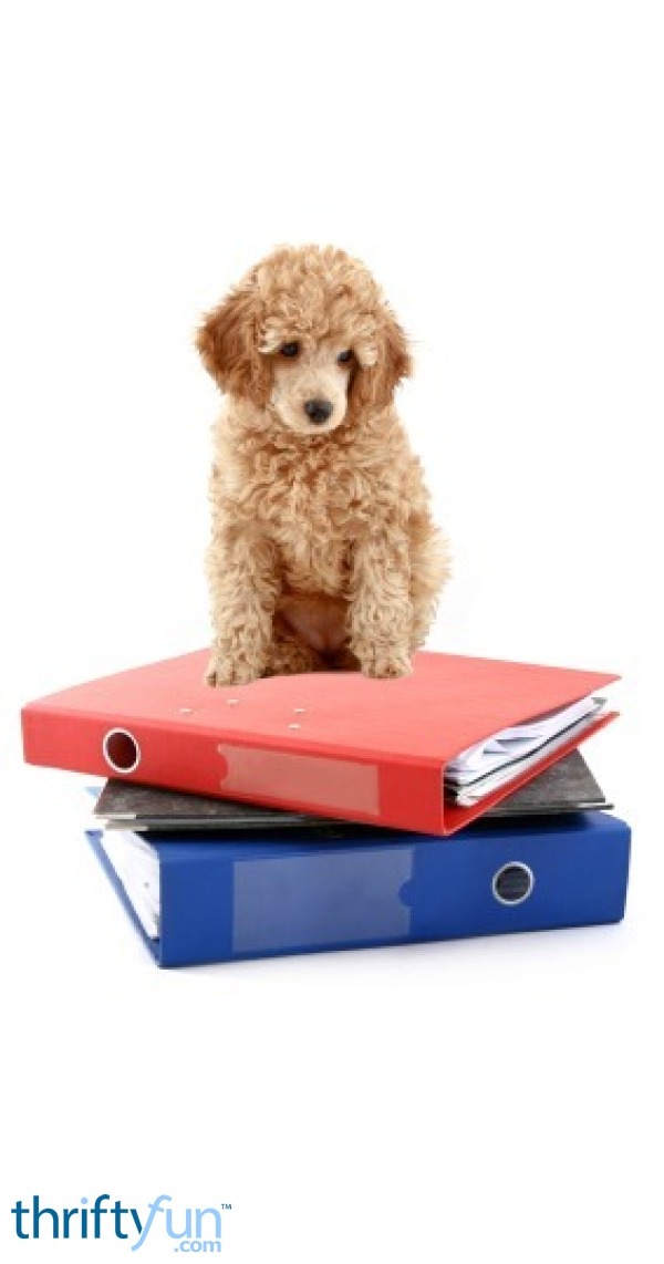 Organizing Pet Records ThriftyFun