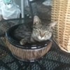 Cat in a flower pot.