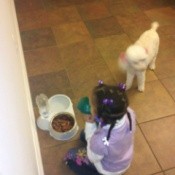 Poodle near water and food dishes.