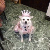 Dog wearing a princess costume.