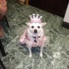 Dog wearing a princess costume.