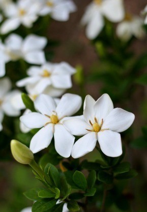 Fragrant Flowers