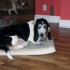 Bassett on dog pad.