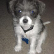 Dark gray and white wire haired puppy.