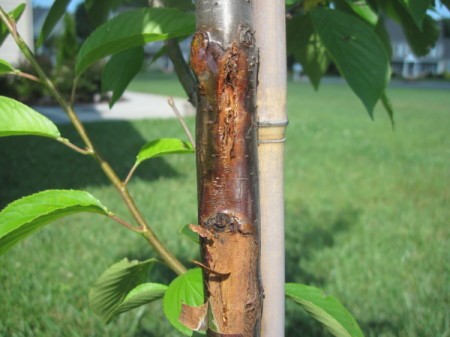 Closeup of the bark damage.