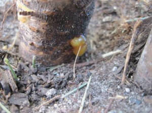 Sap oozing at base of tree.