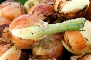 Photo of an onion harvest.