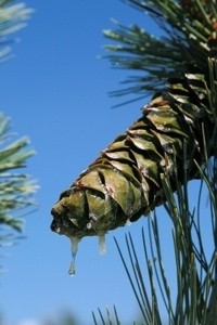 A pine cone dripping tree sap.
