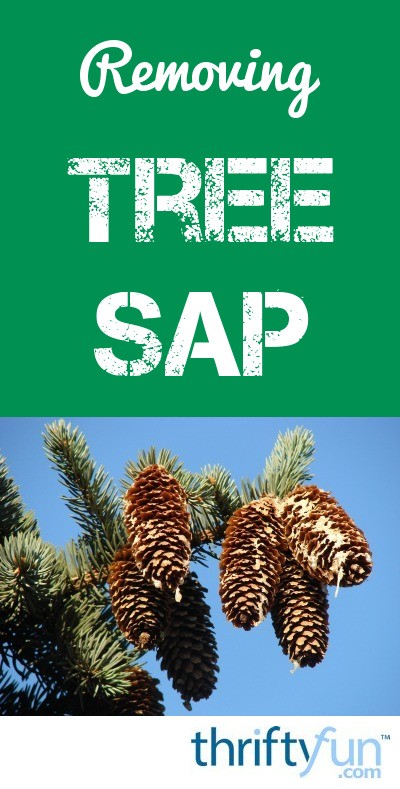 Removing Tree Sap | ThriftyFun