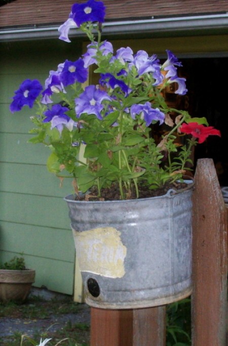 Petunias in galvanized calf feeding pail.