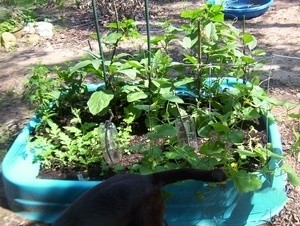 Wading Pool as a Garden