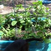 Wading Pool as a Garden