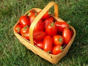 Basket of tomatoes from garden.