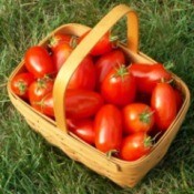 Basket of tomatoes from garden.