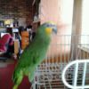 Parrot sitting on white wire shelving.