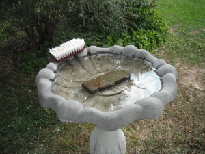 Keep Birdbath Clean