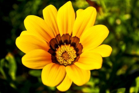 Yellow Flower (Altisima Park, Rancho Santa Margarita, CA)