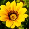 Yellow Flower (Altisima Park, Rancho Santa Margarita, CA)