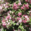 Flowering pink wegelia.