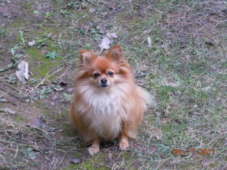 Cute red Pom Chi sitting in the lawn.