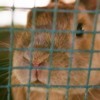 Close up of rabbit's nose.