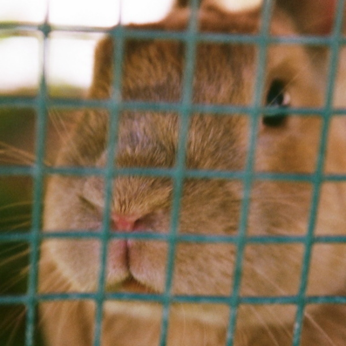 Cracker Crusted Rabbit Graham Cracker (Dwarf Rabbit) | ThriftyFun